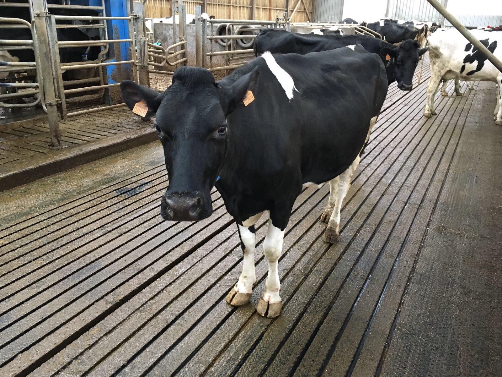 Tapis antidérapant Magellan pour vache laitières - Bioret Agri 