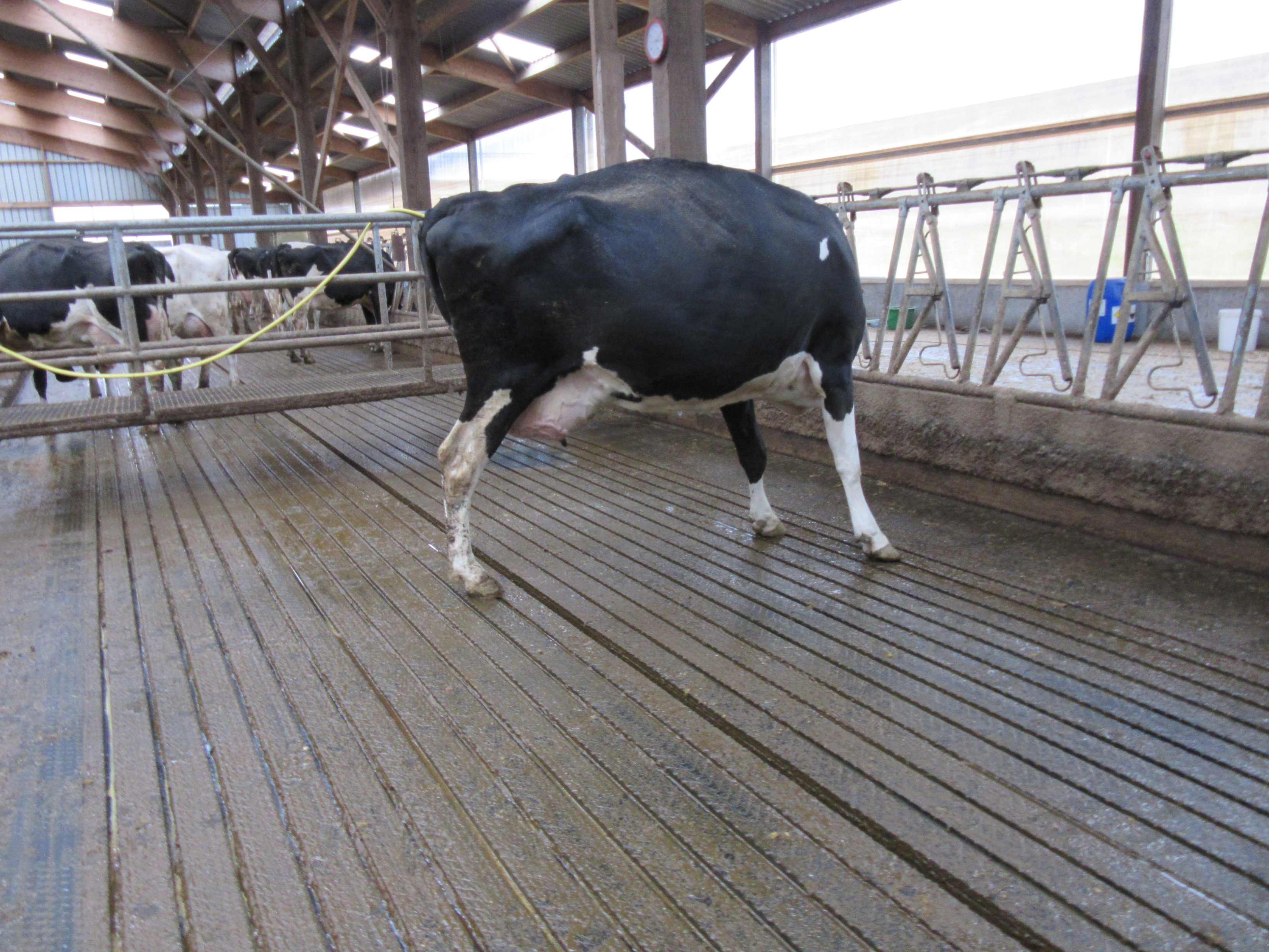 Moins de risques de glissades des vaches laitières sur un tapis souple antidérapant et drainant