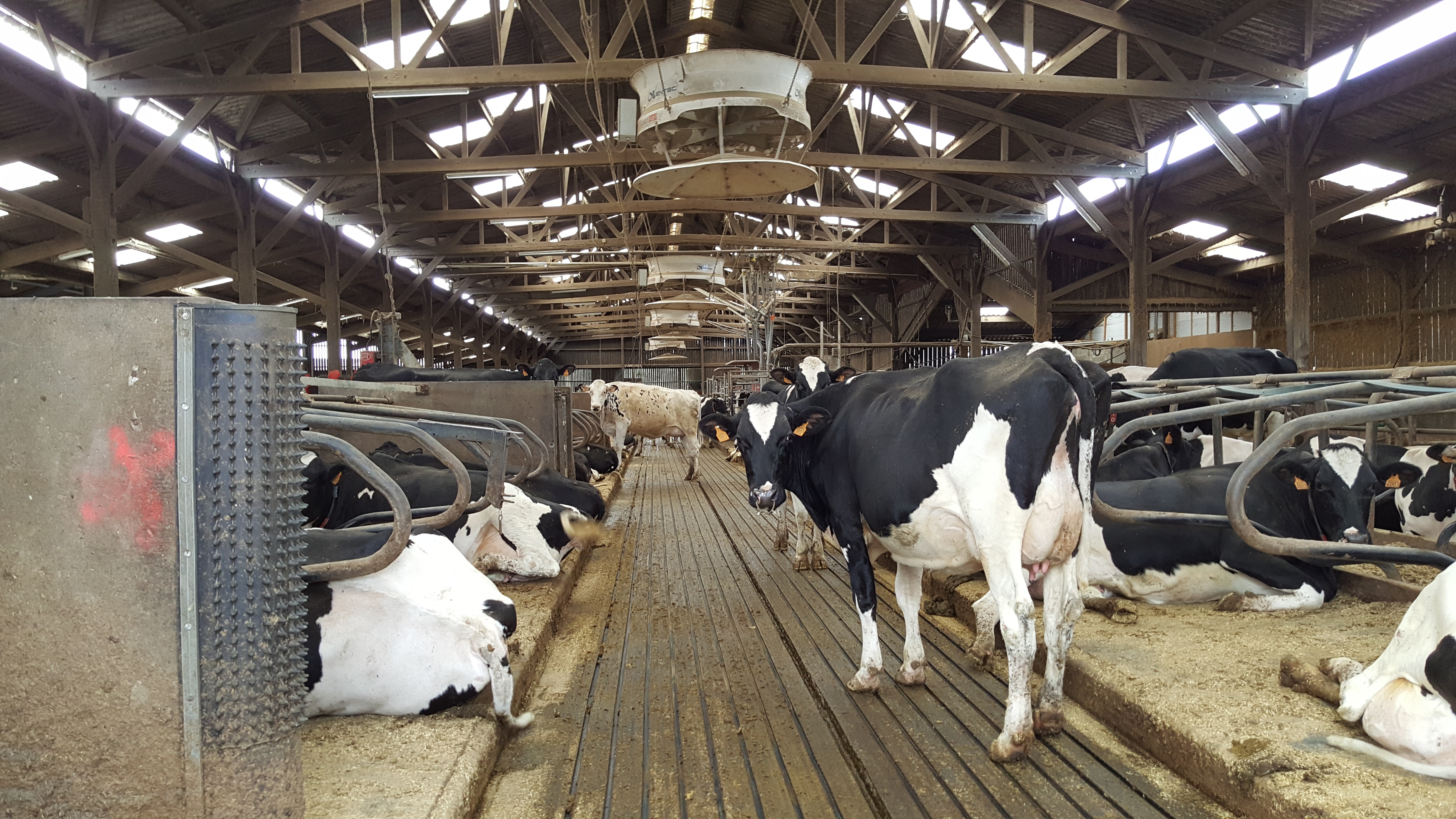 Magellan tapis de sol Bioret Agri pour le bien-être des vaches laitières